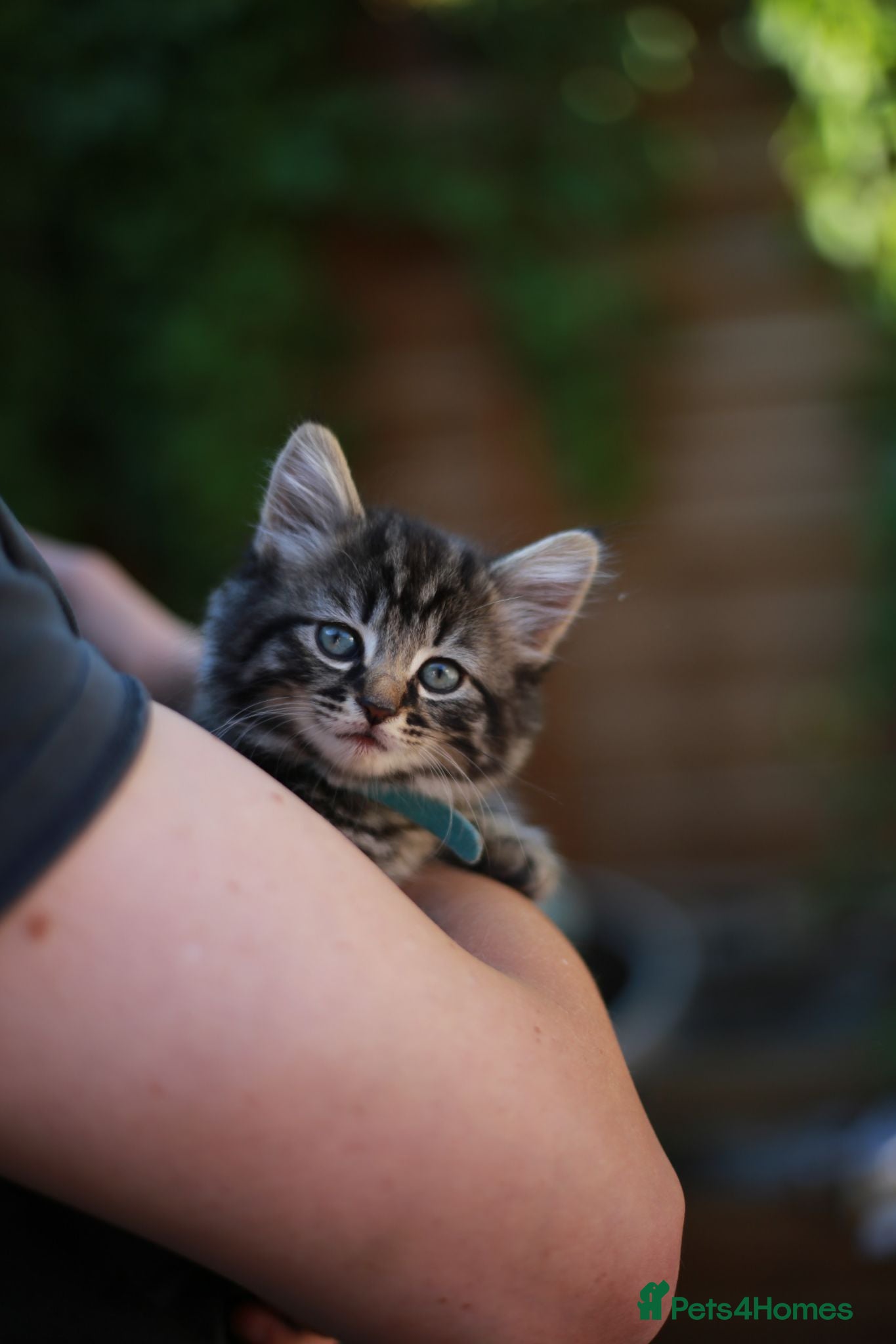 Mixed Breed cats Fluffy Adorable Kittens - Advert 1