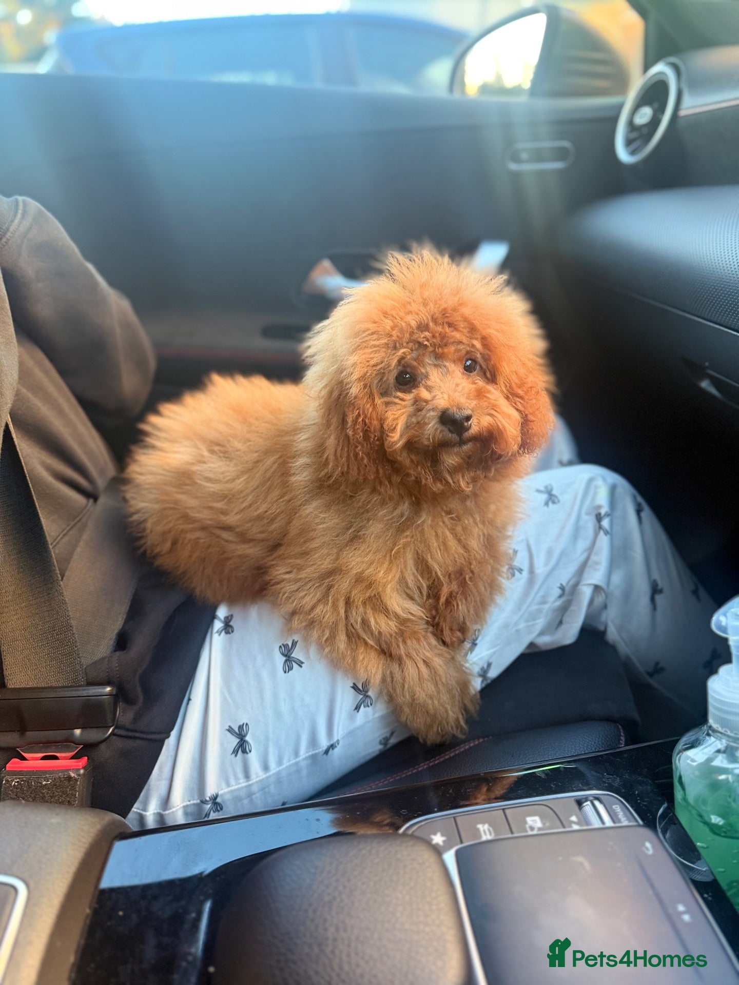 Miniature Poodle dogs Miniature poodle  - Advert 3