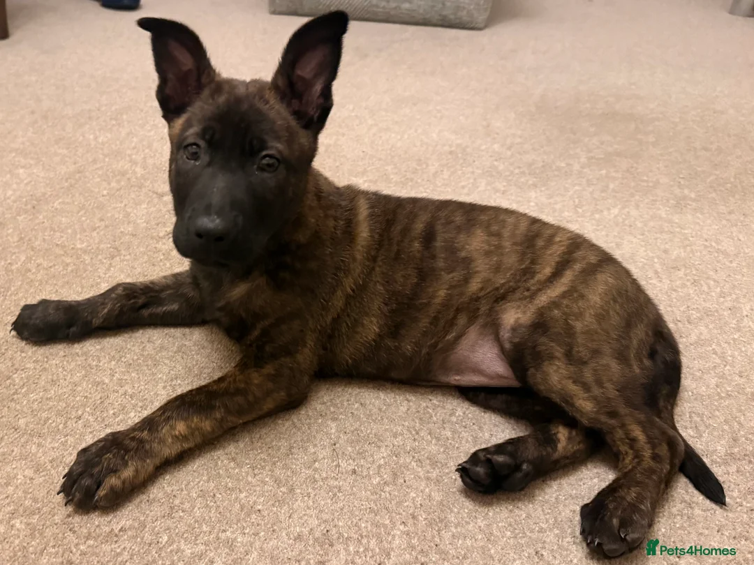 Belgian Shepherd Dog dogs for stud: Dutch herder shepherd for stud in Kidderminster - Advert 4