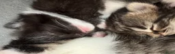 Mixed Breed cats for sale: Beautiful kittens in Chesham - Advert 7