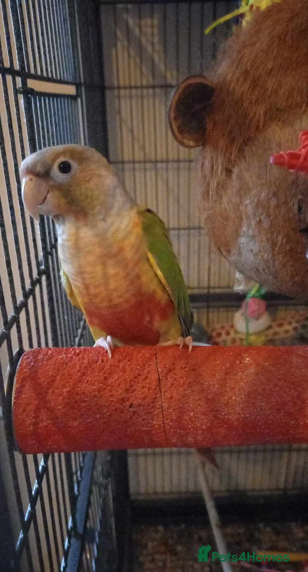 Conures birds for sale: Female yellow sided pineapple conure - Image 3