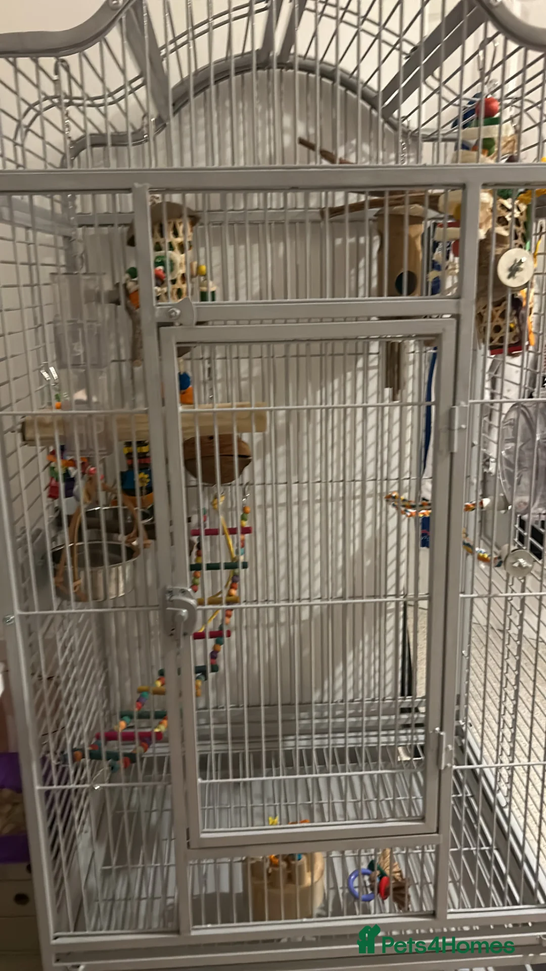 Ringnecks birds for sale: Indian ring neck  in Bath - Advert 2