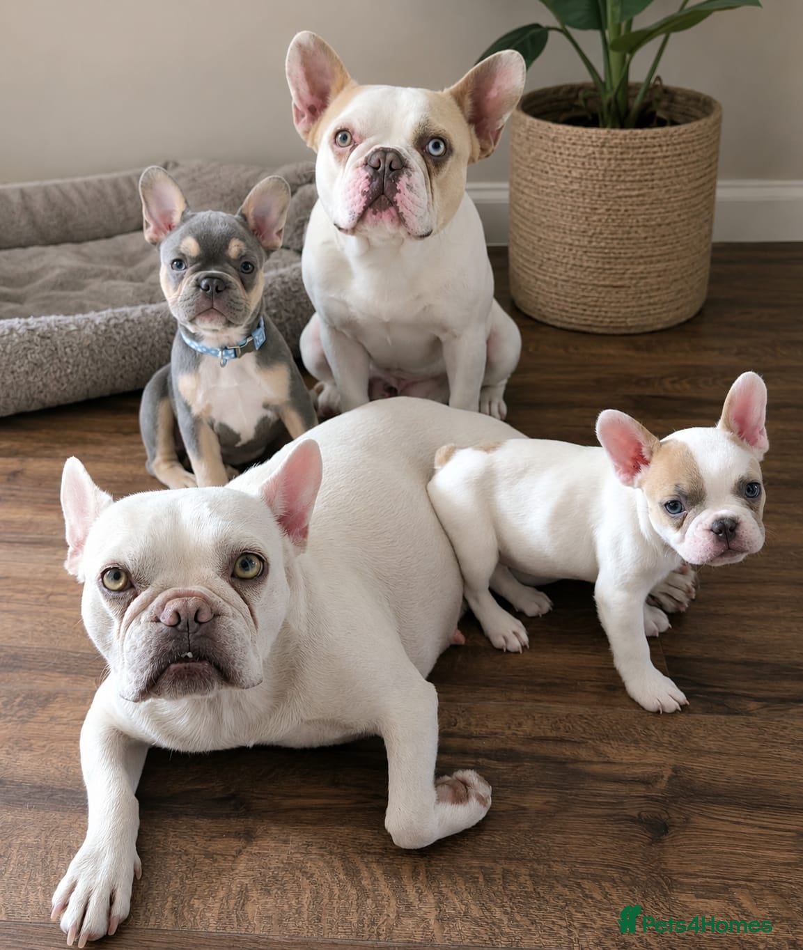 French Bulldog dogs Beautiful lilac and tanned boy!! READY TO LEAVE!! - Advert 7