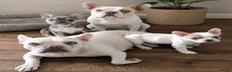 French Bulldog dogs for sale: Beautiful lilac and tanned boy!! READY TO LEAVE!! - Advert 1