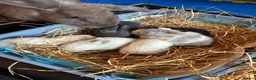 Mixed Breed rabbits for sale: Mixed bunnies  in Northampton - Advert 1