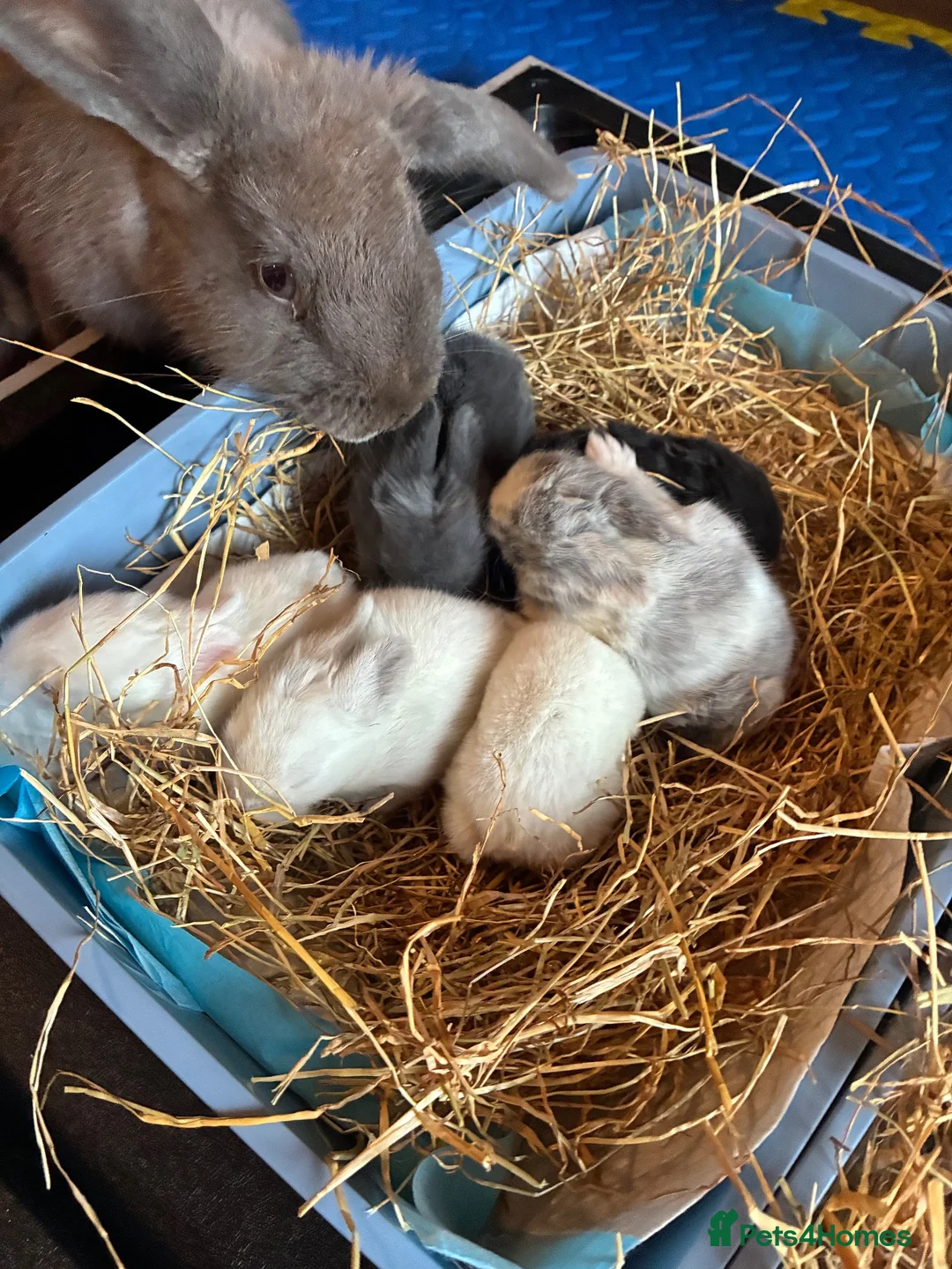 Mixed Breed rabbits for sale: Mixed bunnies  in Northampton - Advert 1
