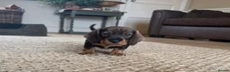 Dachshund dogs for sale: 2 DOGS LEFT Working bred KC registered teckel pups - Advert 2