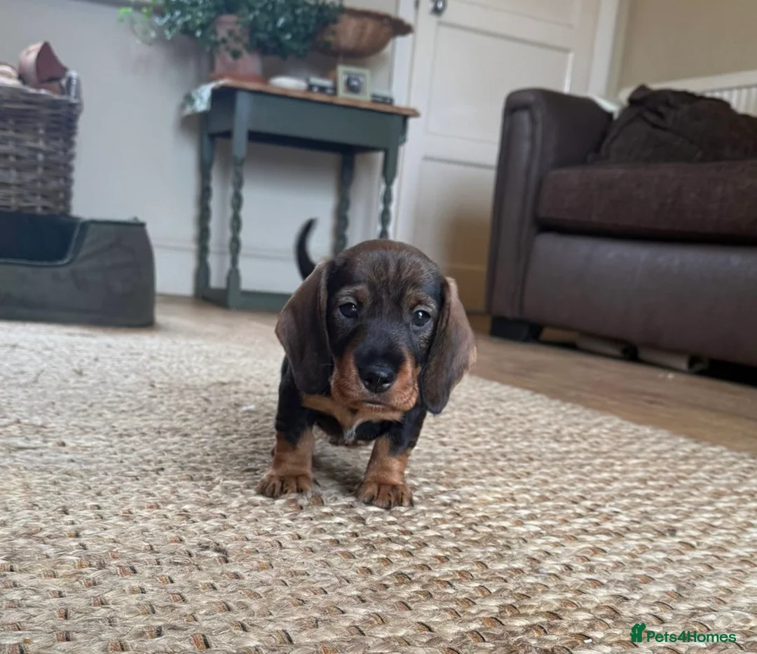 Dachshund dogs for sale: 2 DOGS LEFT Working bred KC registered teckel pups - Advert 2