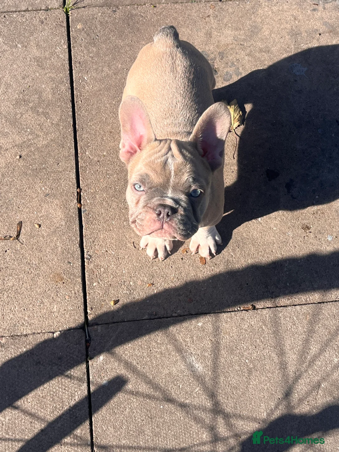 French Bulldog dogs for sale: Last male  - Advert 2