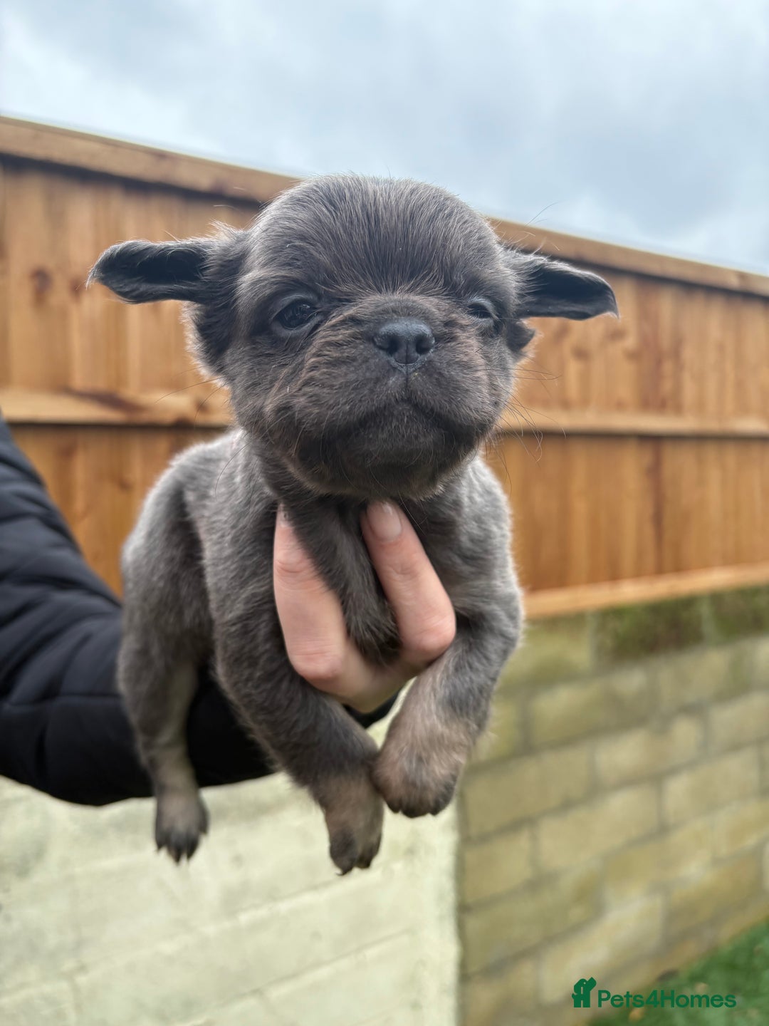 French Bulldog dogs for sale: French Bulldog Puppys - Advert 4