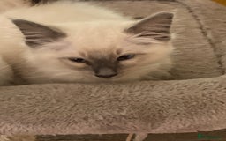 Ragamese cats for sale: Lovely ragamise kittens for sale  - Image 2