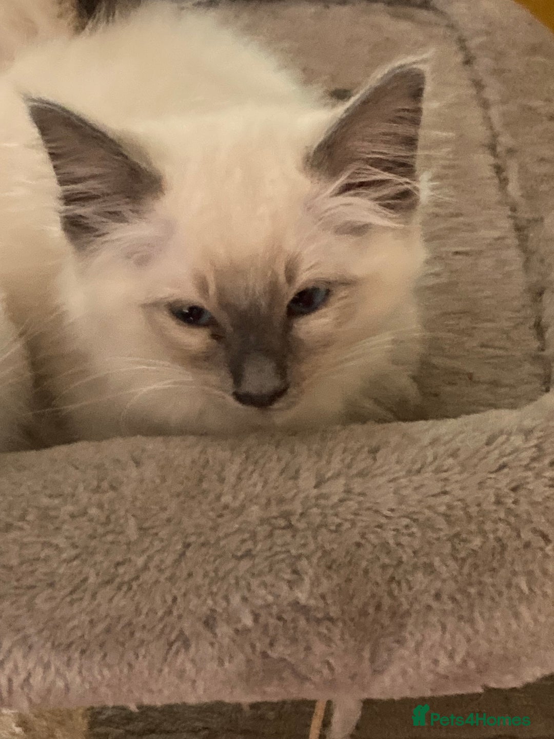 Ragamese cats for sale: Lovely ragamise kittens for sale  - Image 2