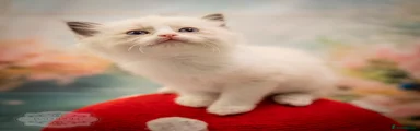 Ragdoll 1
