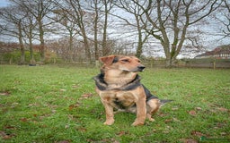 Huntaway dogs for sale: Huntaway Puppies  - Image 5