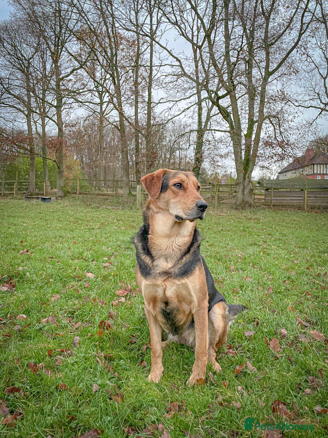Huntaway dogs for sale: Huntaway Puppies  - Image 5