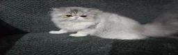 Persian cats for sale: Cute Silver Tabby PERSIAN Kitten for Sale | Loving - Advert 2