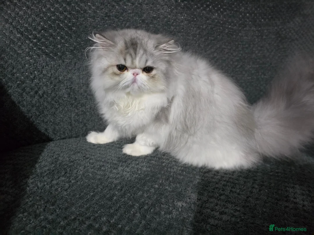 Persian cats for sale: Cute Silver Tabby PERSIAN Kitten for Sale | Loving - Advert 2
