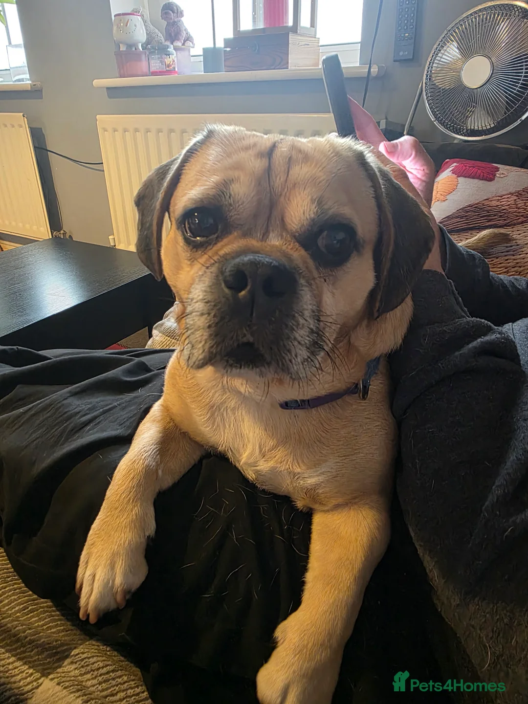 Mixed Breed dogs for stud: Outstanding Gentle Puggle Stud  in Solihull - Advert 1