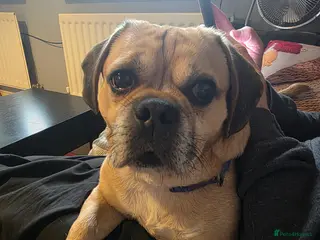 Mixed Breed dogs Outstanding Gentle Puggle Stud - Advert 9