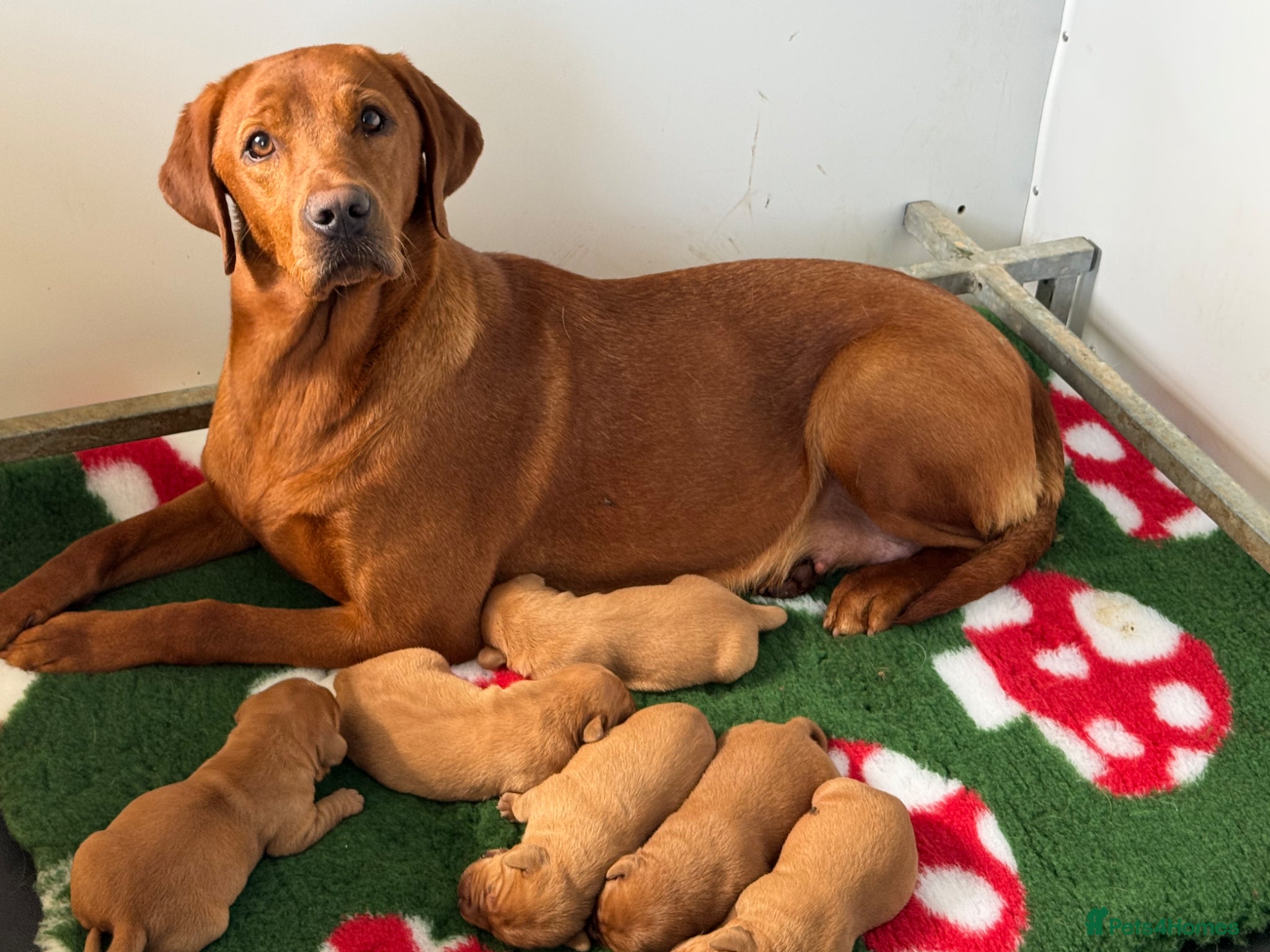 Labrador Retriever dogs for sale: KC litter of Fox Red Labradors  - Advert 1