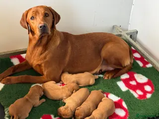 Labrador Retriever dogs for sale: KC litter of Fox Red Labradors - Advert 2