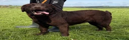 Labrador Retriever dogs for sale: Adult Bitch - Quality KC Chocolate Labrador  - Advert 8
