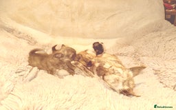 Chihuahua dogs for sale: Tiny Chihuahua girls  - Image 5