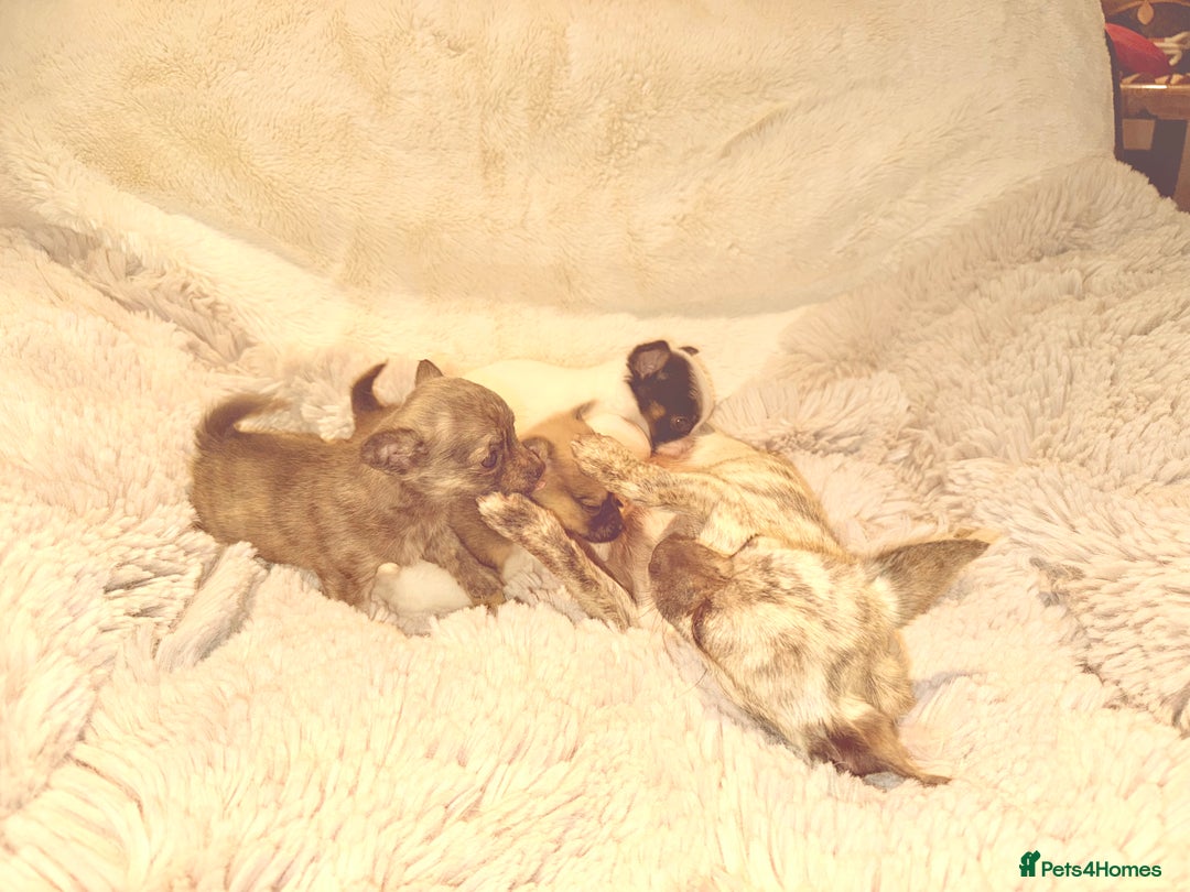 Chihuahua dogs for sale: Tiny Chihuahua girls  - Image 5