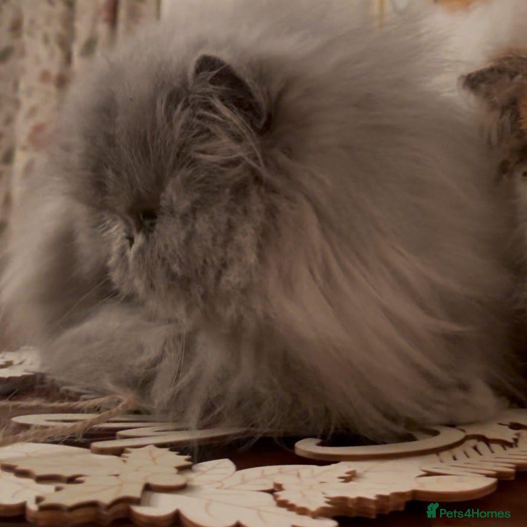 Persian cats for sale: Stunning Persians 2 CFA reg + 3 others - Advert 2