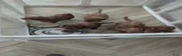 Cockapoo dogs for sale: beautiful  Cockapoo puppies ready  in Edinburgh - Advert 5