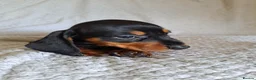 Dachshund dogs for sale: Puppies chocolate and black and tan dashounds  - Advert 10