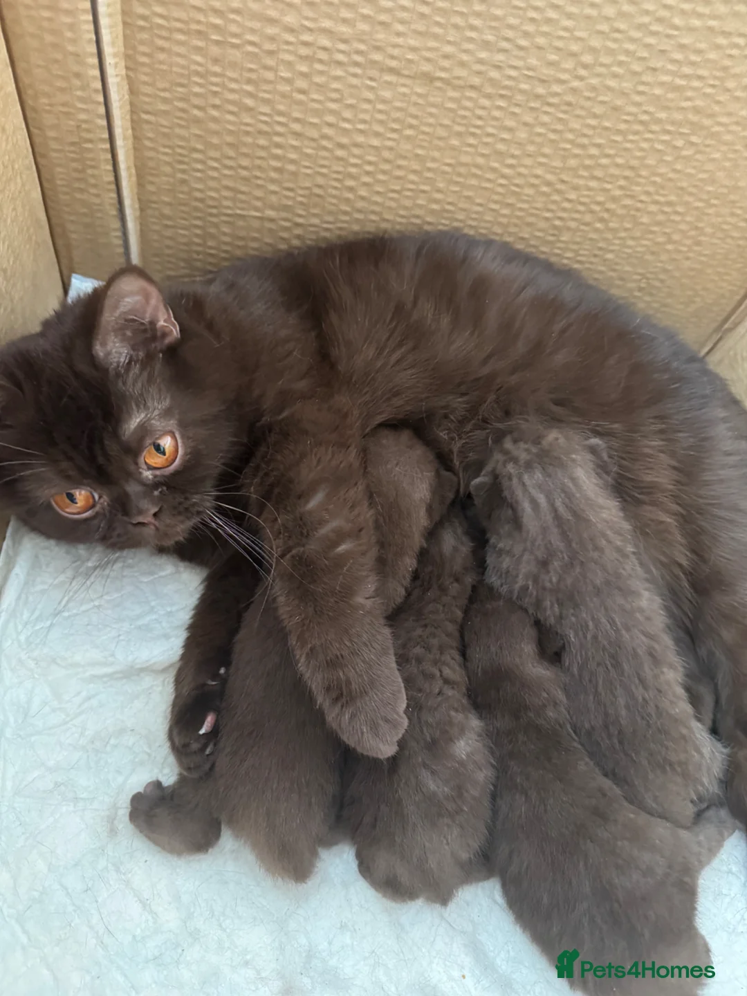 British Shorthair cats for sale: 🤎chocolate girl , last from litter GCCF - Advert 4