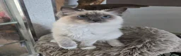 Ragdoll cats for sale: Female Blue Mitted Ragdoll Active registered - Advert 3