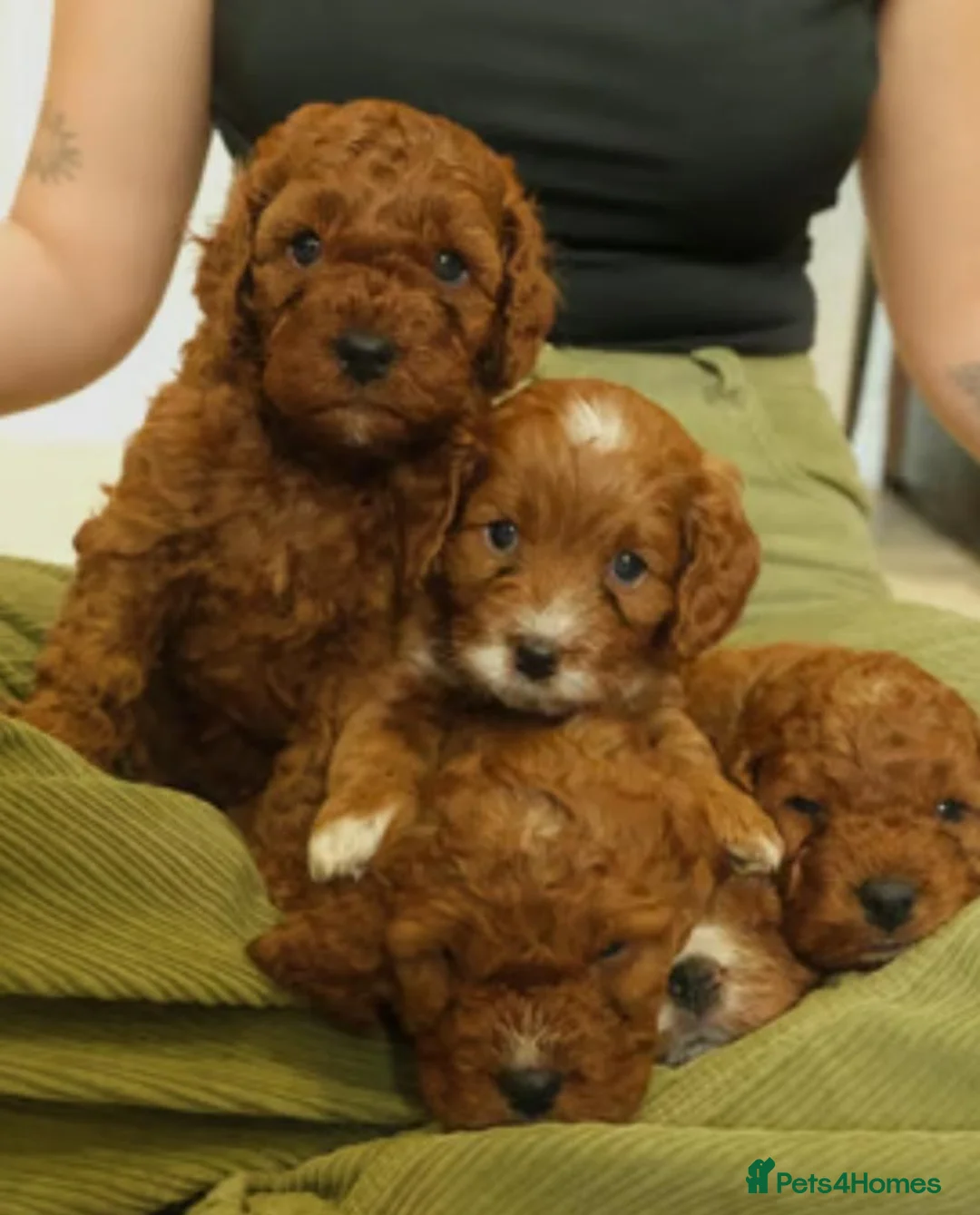 Cavapoo dogs for sale: Red cavapoo puppies - Advert 1