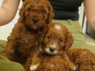 Cavapoo dogs Red cavapoo puppies - Advert 1