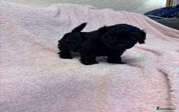 Yorkiepoo dogs for sale: Beautiful yorkipoo puppies - Image 15