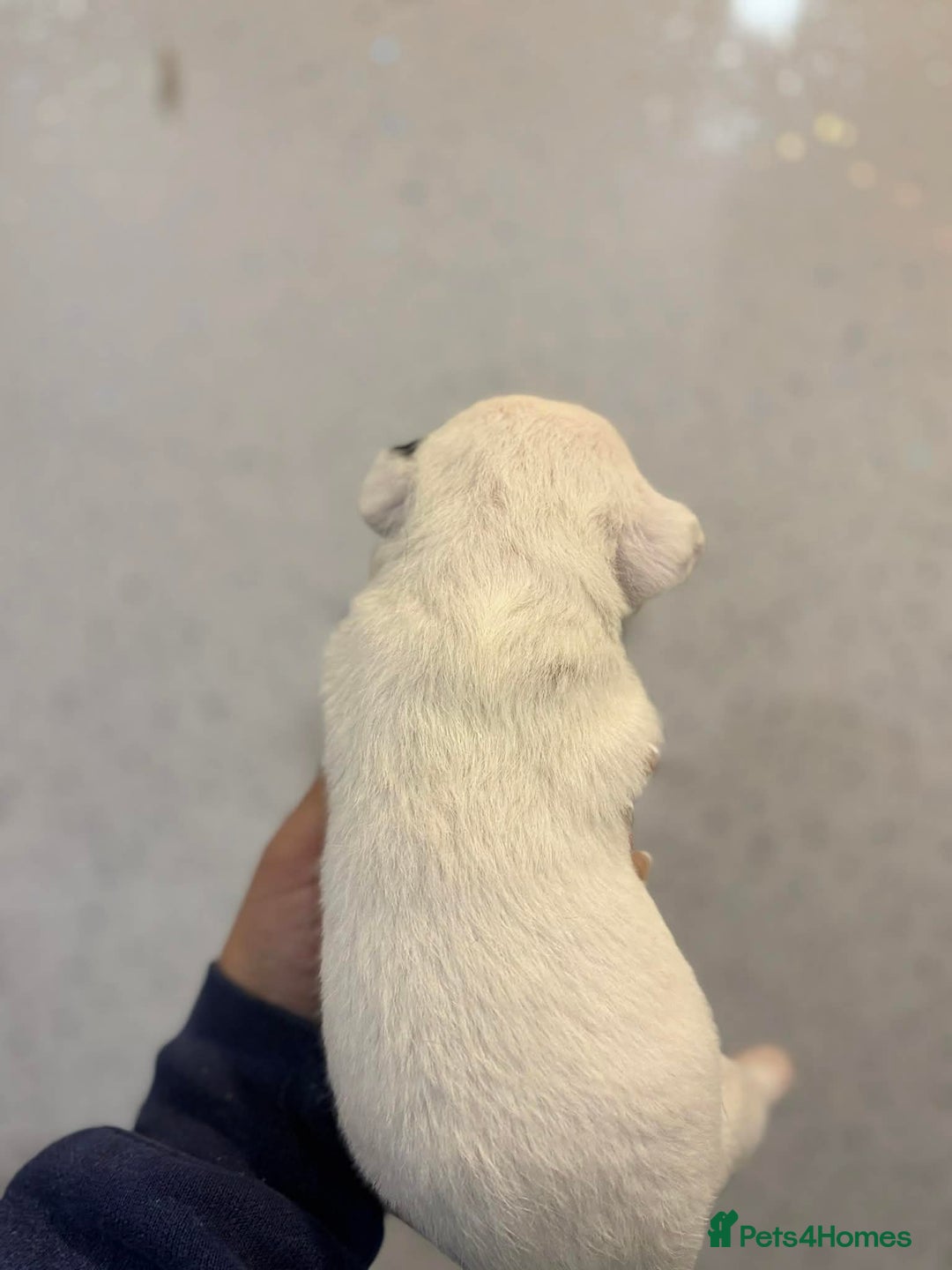 Jack Russell dogs for sale: Jack Russell puppies  - Advert 4