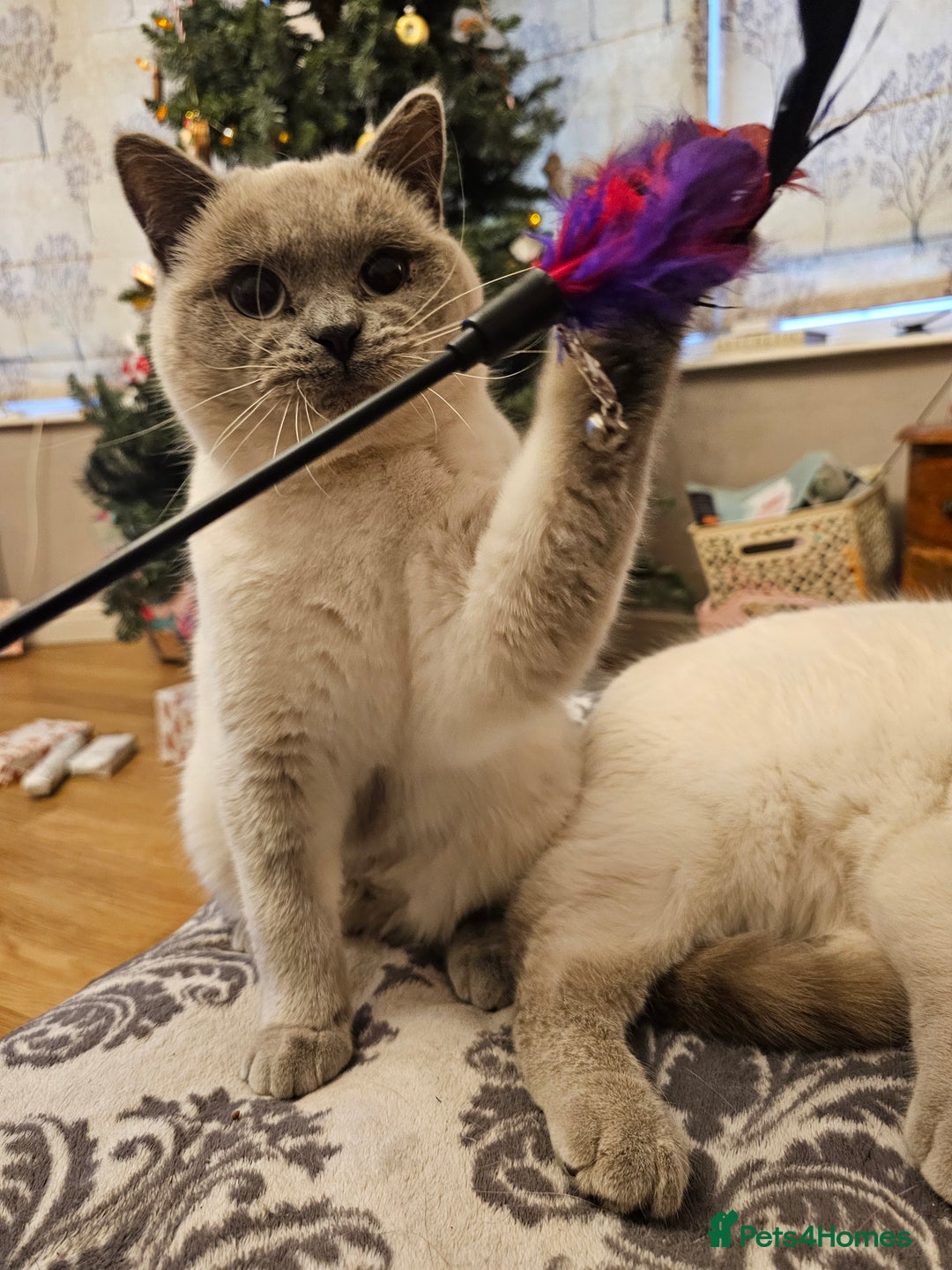 British Shorthair cats for sale: Colourpoint British Shorthair Blue lilac - Advert 5