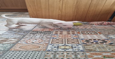 English Bull Terrier dogs - Advert 1