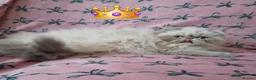 Exotic cats for sale: EXCEPTIONAL PERSIAN EXOTIC KITTENS  - Advert 28