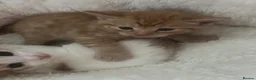 Mixed Breed cats for sale: Gorgeous kittens  - Advert 6