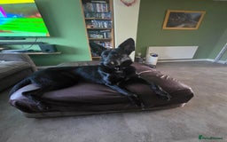 German Shepherd dogs for sale: Black female german shepherd  - Image 1