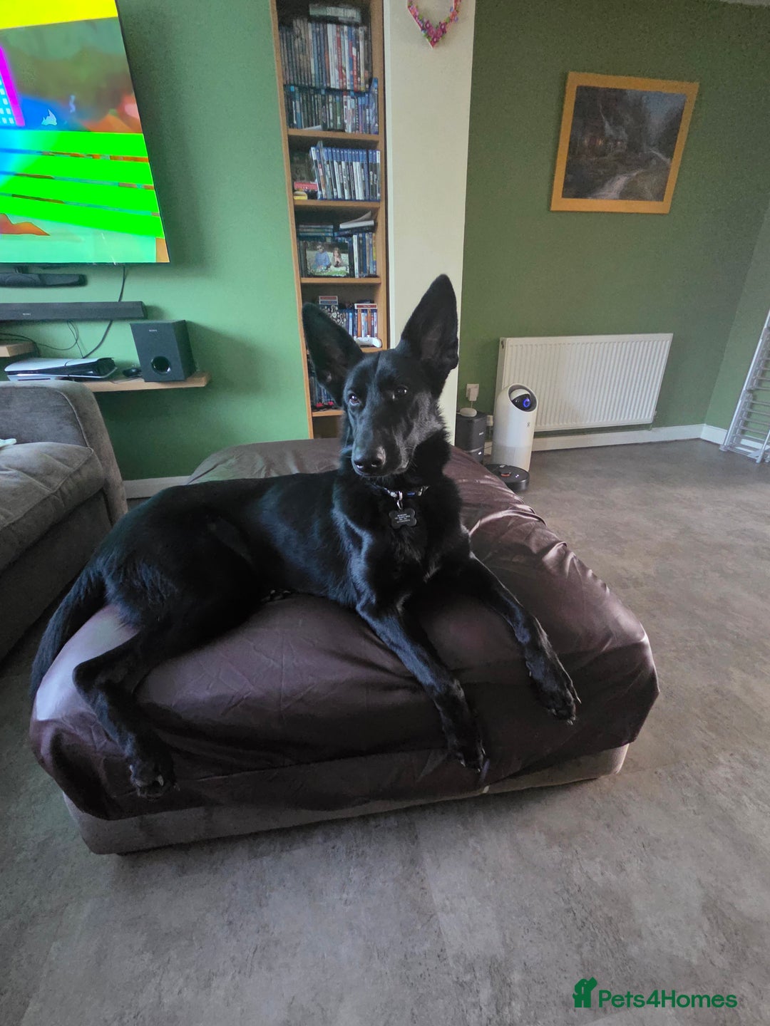 German Shepherd dogs for sale: Black female german shepherd  - Image 1