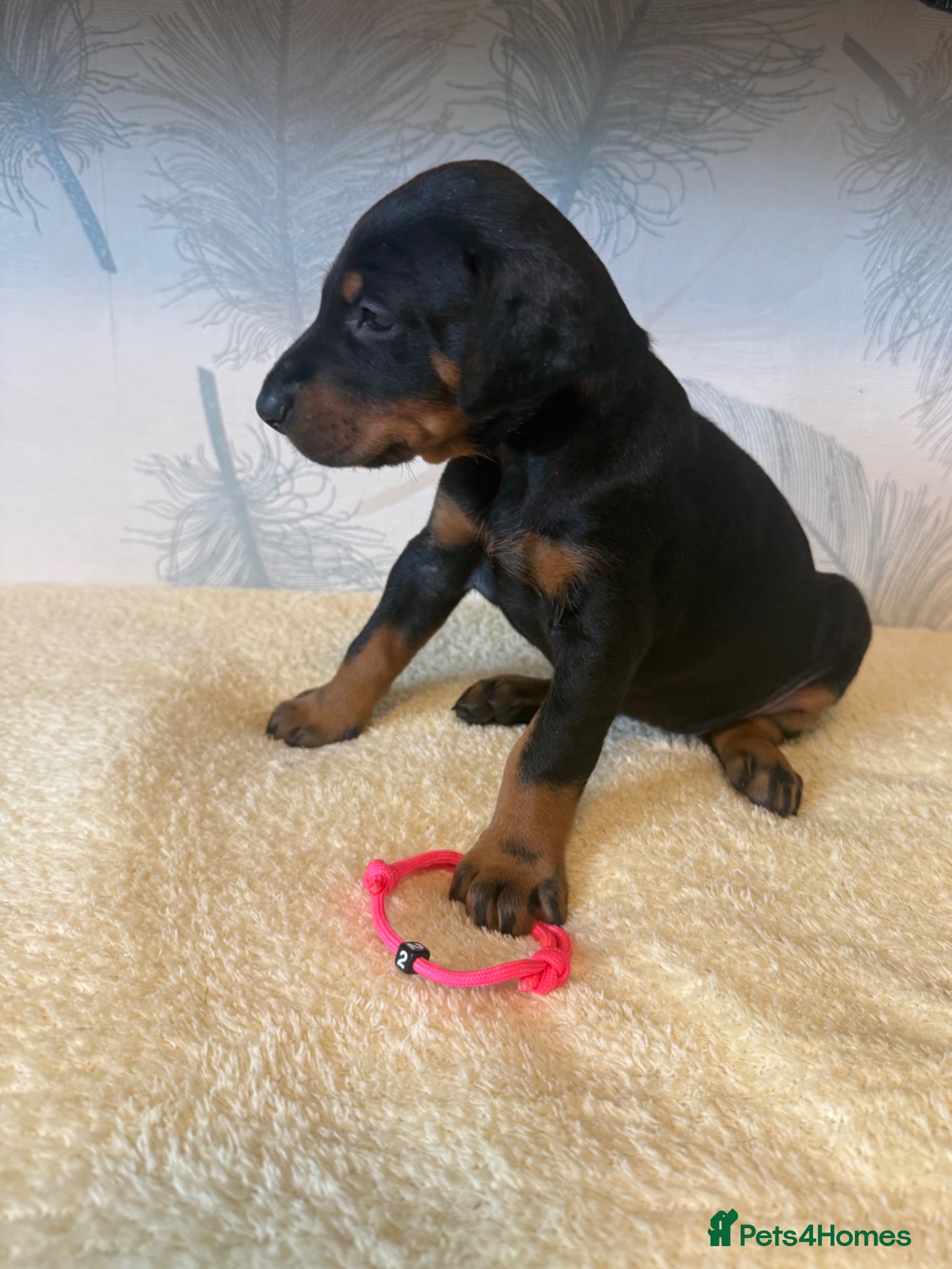 Dobermann dogs Exceptional KC Dobermann Puppies - Advert 2