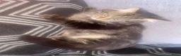 Mixed Breed cats for sale: 5 Beautiful Mixed Breed Kittens 🐾 - Advert 16