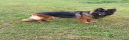 German Shepherd dogs for sale: QUALITY GERMAN SHEPHERD LONG HAIR PUPPIES  - Advert 8