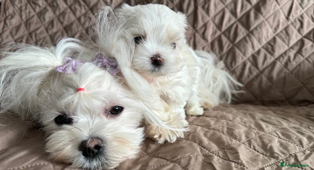Maltese dogs for sale:  KC Registred Maltese puppies  - Advert 10