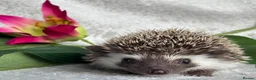 Pygmy Hedgehog rodents for sale: African Pygmy Hedgehog Ethically Bred Girl  - Advert 2