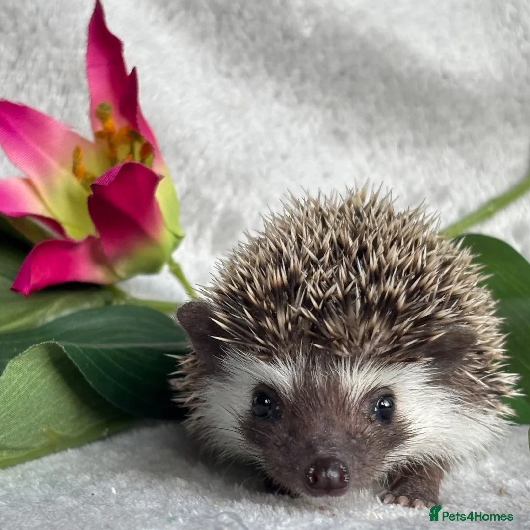 Pygmy Hedgehog rodents for sale: African Pygmy Hedgehog Ethically Bred Girl  - Advert 2