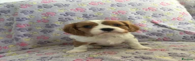 Cavalier King Charles Spaniel Puppy 4
